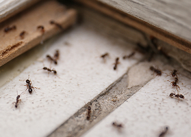 Ants