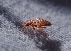 Bed Bugs