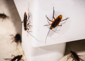 Cockroaches