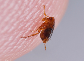 Fleas