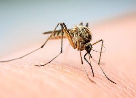 Mosquitoes