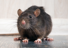 Rodents