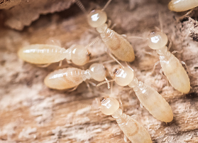 Termites