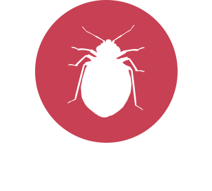 Bed Bugs Image