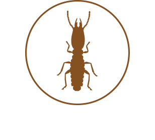 Termites Image