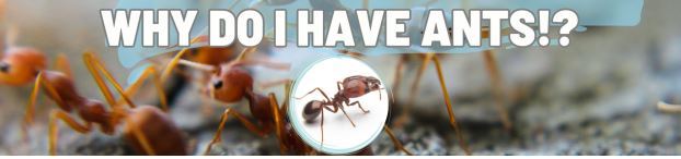 WHY am I seeing Ants around My Home!?