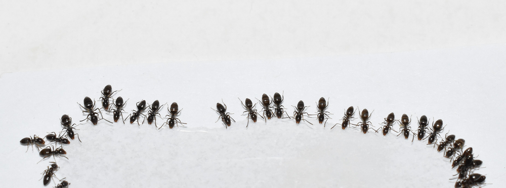odorous house ants