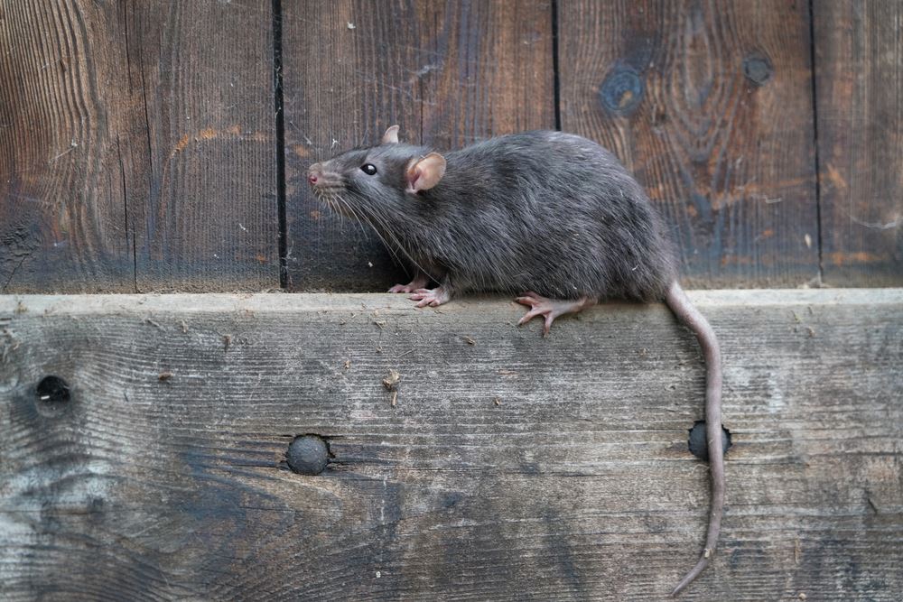 Norway rat on a wooden fence