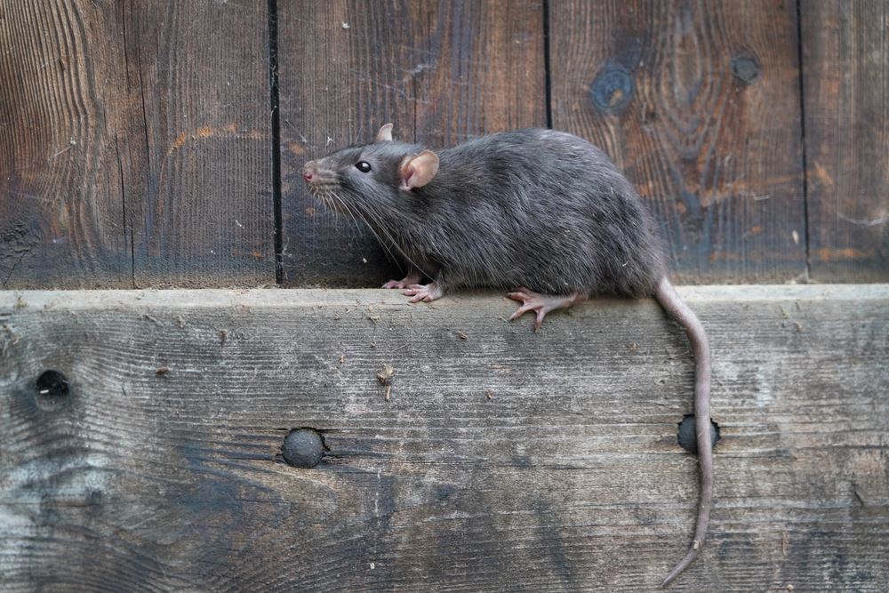 How to Keep Rats & Mice Away from Your Home This Autumn