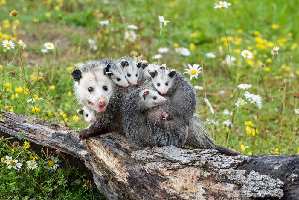 How to Attract Opossums to Your Yard