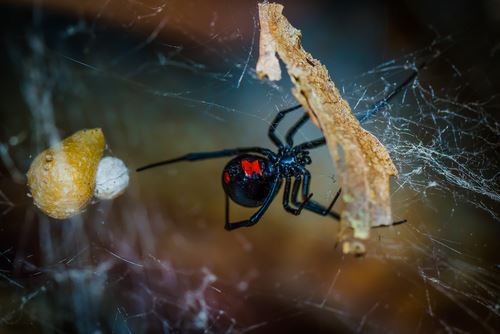 black widow spider